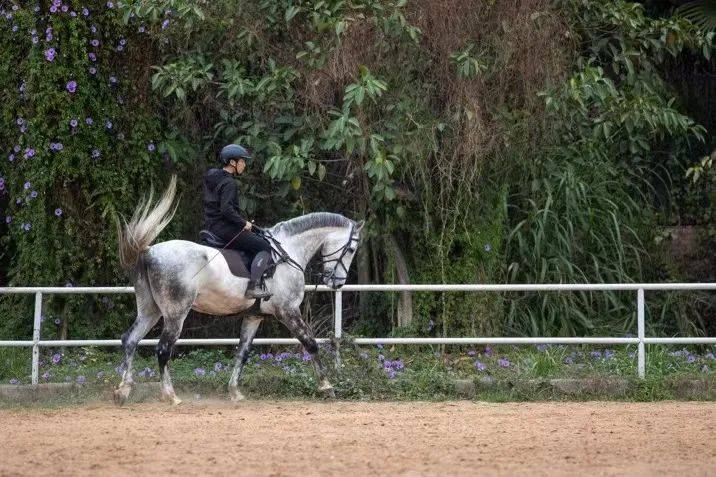 体育皇冠信用网站_马术赛事活动该如何规范化?广东马协发布重要通知体育皇冠信用网站!