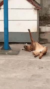 皇冠信用怎么弄_人家就是谈个恋爱皇冠信用怎么弄,你们怎么一直在看啊!哈哈