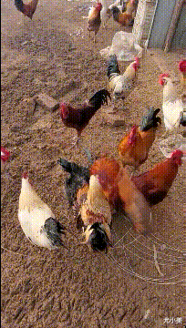 皇冠信用怎么弄_人家就是谈个恋爱皇冠信用怎么弄,你们怎么一直在看啊!哈哈