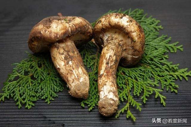 皇冠信用网正网_183元全网最低价 松茸品尝正当时皇冠信用网正网!