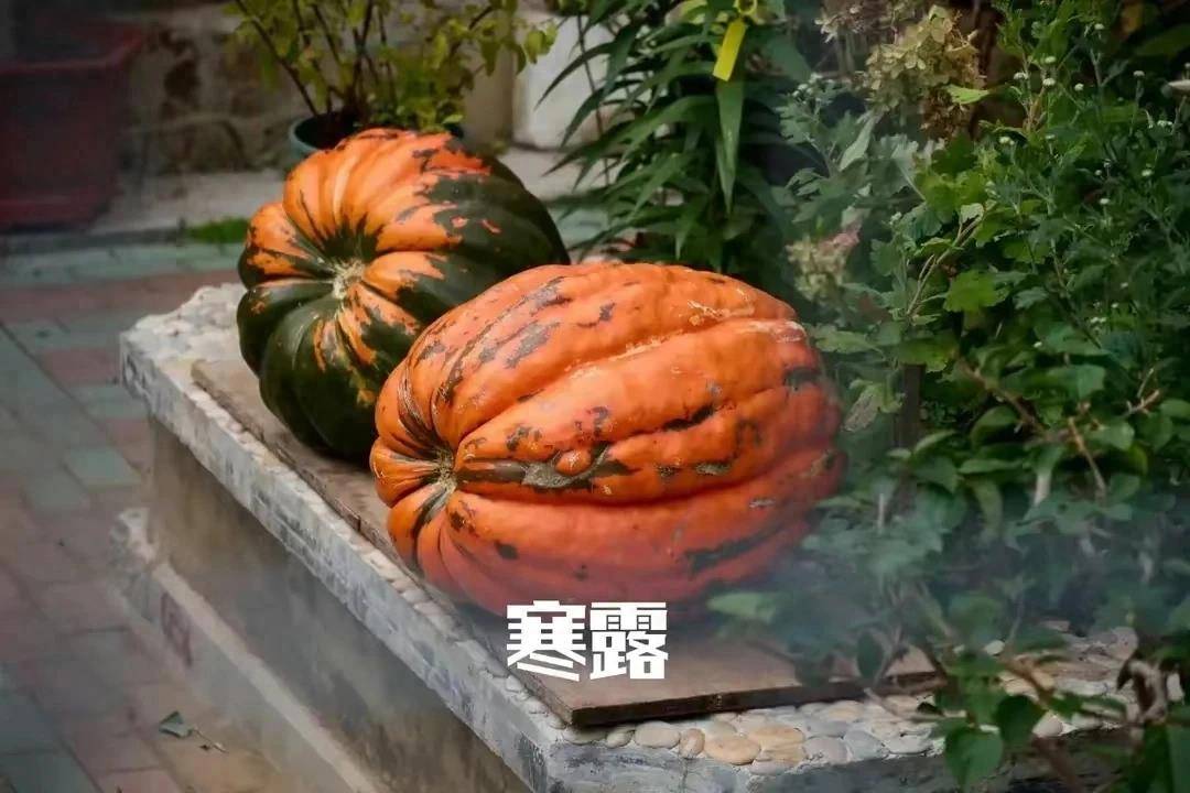 皇冠登1登2登3_寒露来临皇冠登1登2登3,提醒中老年:1少登,2不喝,吃3样,养足精力平安入冬