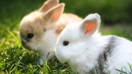 皇冠信用网结算日是哪天_属兔人:大喜之日皇冠信用网结算日是哪天,知道是哪天吗?快来看