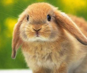 皇冠信用网结算日是哪天_属兔人:大喜之日皇冠信用网结算日是哪天,知道是哪天吗?快来看