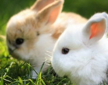 皇冠信用网结算日是哪天_属兔人:大喜之日皇冠信用网结算日是哪天,知道是哪天吗?快来看