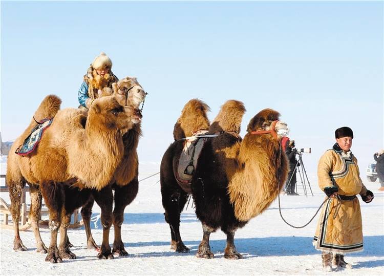 波兰超级联赛_飒爽波兰超级联赛!蒙古马超级联赛
