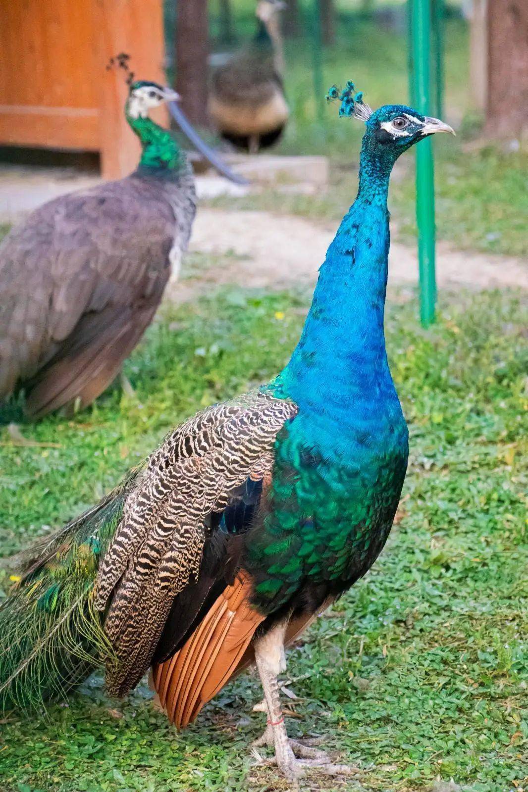 皇冠代理登1,2,3_【湖州皇冠假日酒店】¥999抢3天2晚套餐皇冠代理登1,2,3,含高级房2间夜+2大2小自助早餐/间夜+自助晚餐66折券1份+湿地公园萌宠玩赏等~