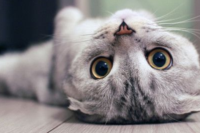 怎么弄皇冠信用网_猫毛怎么弄蓬松怎么弄皇冠信用网?