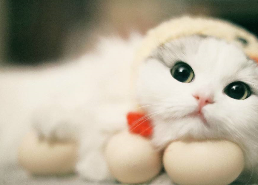 怎么弄皇冠信用网_猫毛怎么弄蓬松怎么弄皇冠信用网?