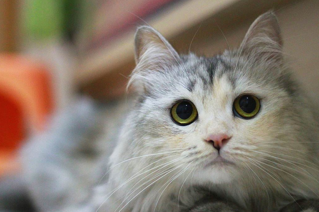 怎么弄皇冠信用网_猫毛怎么弄蓬松怎么弄皇冠信用网?