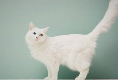 怎么弄皇冠信用网_猫毛怎么弄蓬松怎么弄皇冠信用网?