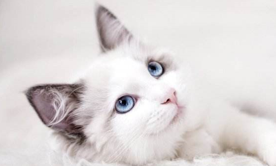 怎么弄皇冠信用网_猫毛怎么弄蓬松怎么弄皇冠信用网?