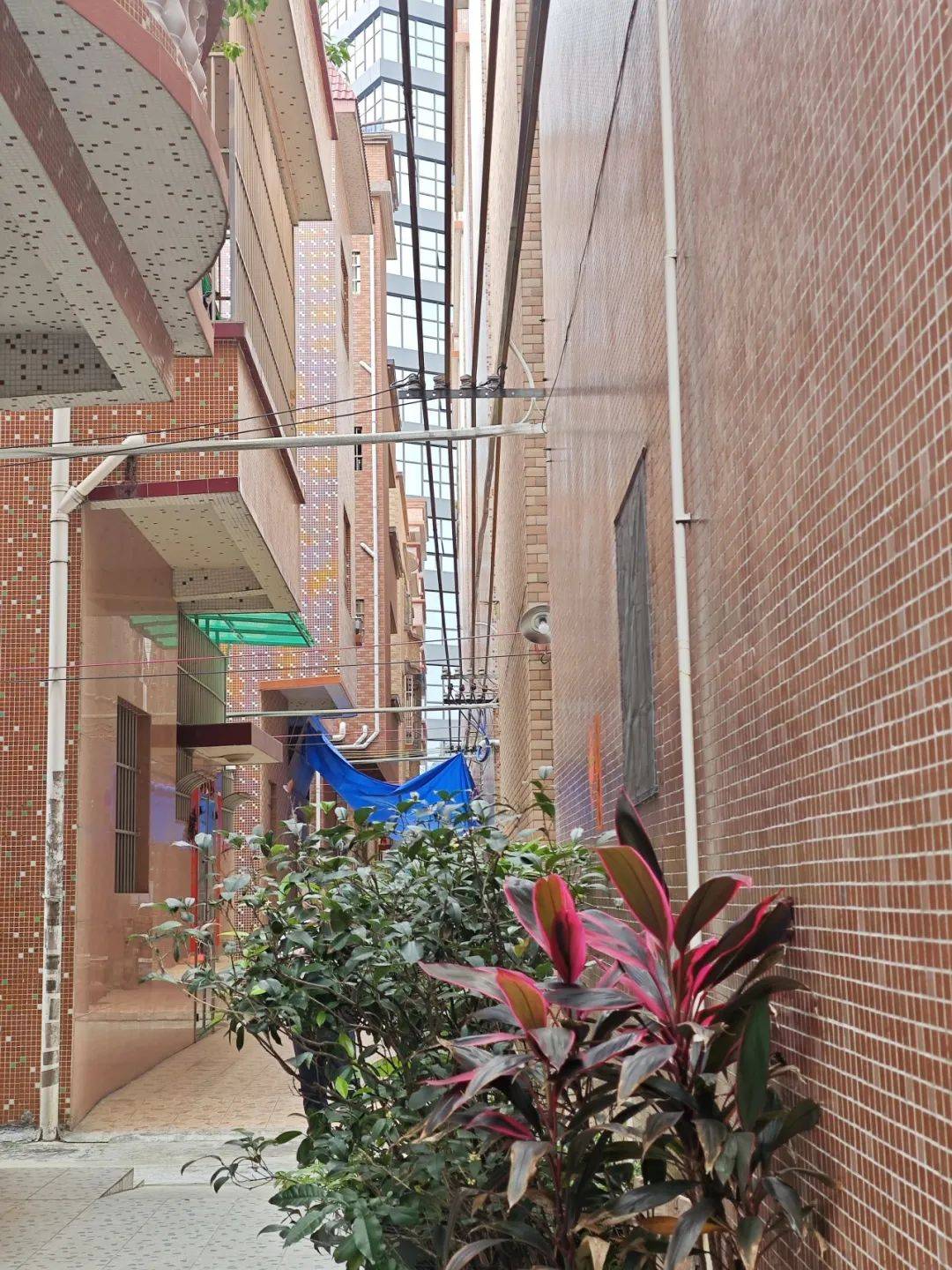 正网皇冠信用网_清爽~道滘正逐渐告别“蜘蛛网”正网皇冠信用网!