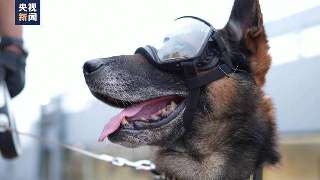 巴黎奥运会开幕式_确保巴黎奥运会开幕式安全巴黎奥运会开幕式,“汪汪队”抓紧巡逻