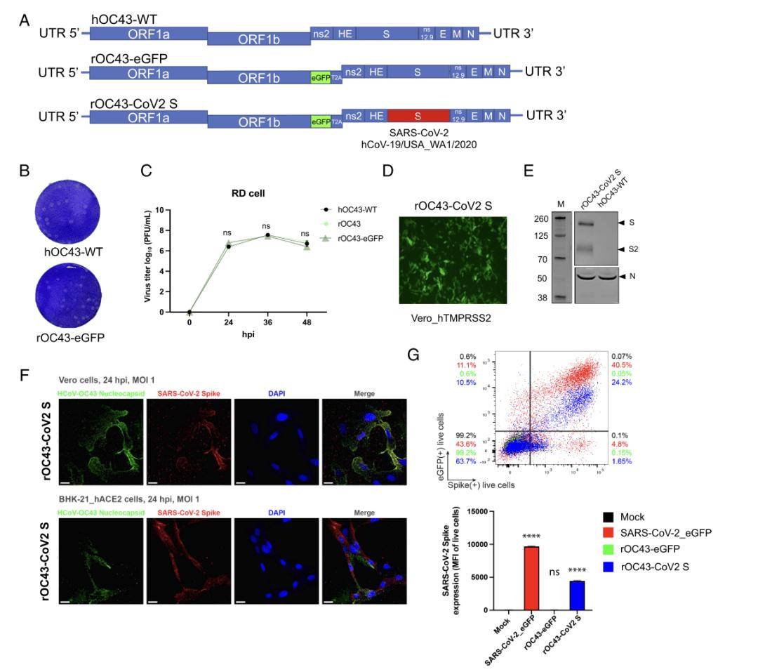皇冠信用登2代理_【前沿进展】rOC43-CoV2 S:一种用于SARS-CoV-2中和试验的BSL-2代理病毒