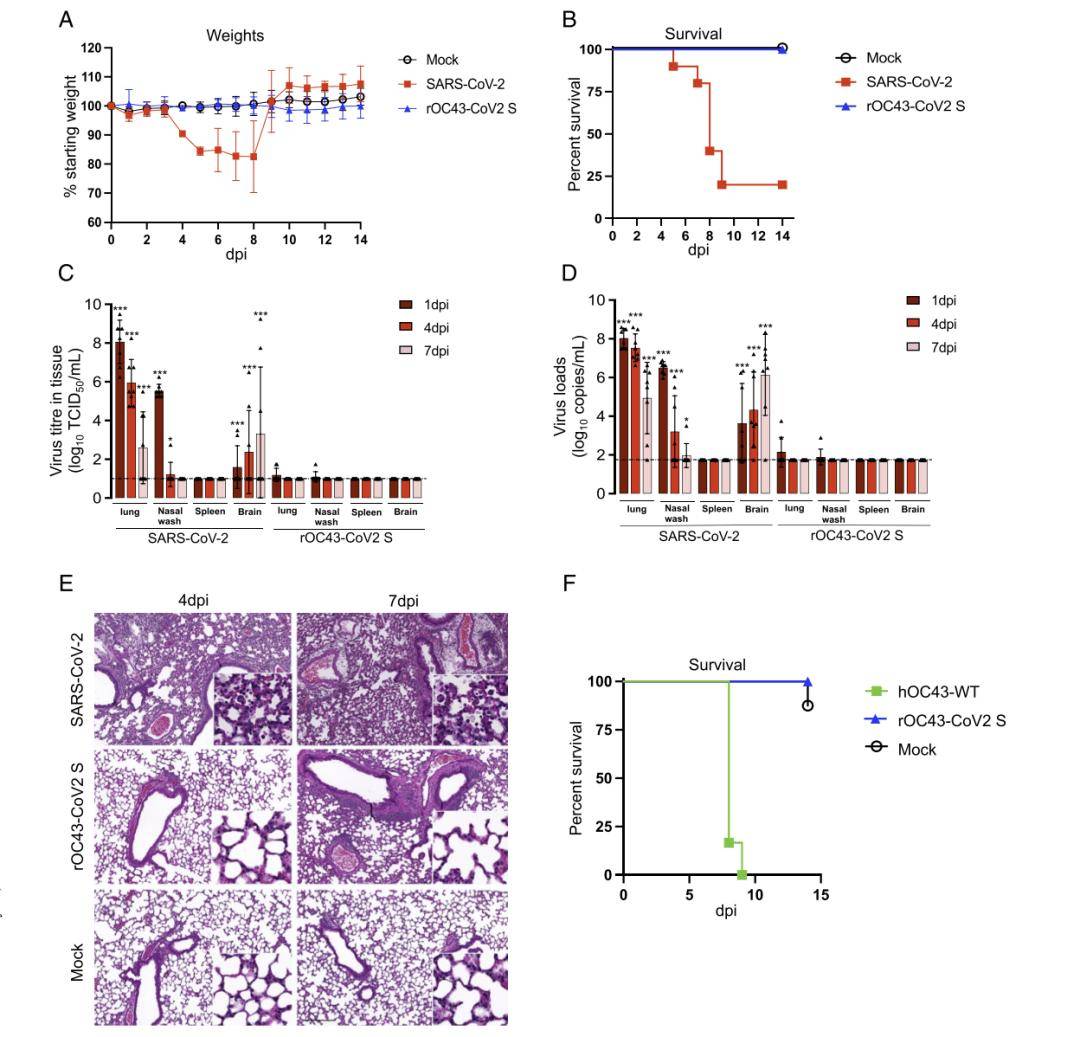 皇冠信用登2代理_【前沿进展】rOC43-CoV2 S:一种用于SARS-CoV-2中和试验的BSL-2代理病毒