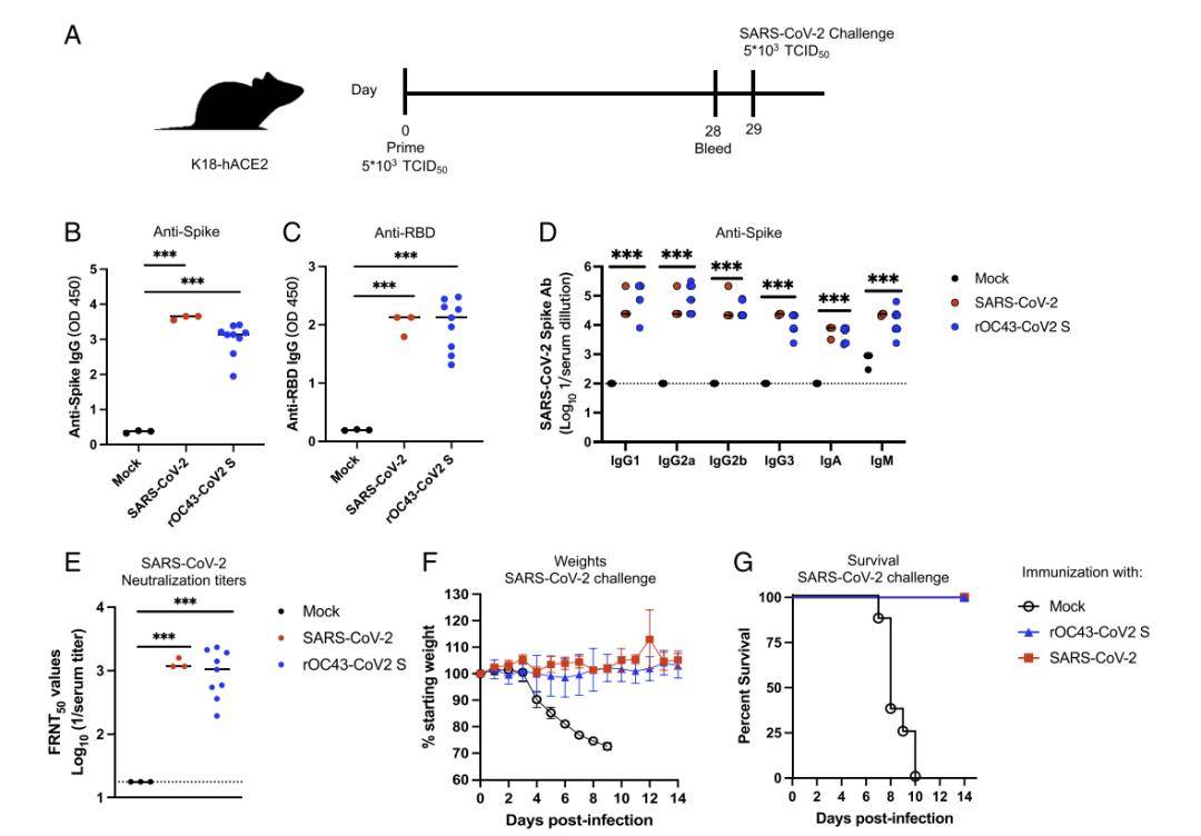 皇冠信用登2代理_【前沿进展】rOC43-CoV2 S:一种用于SARS-CoV-2中和试验的BSL-2代理病毒
