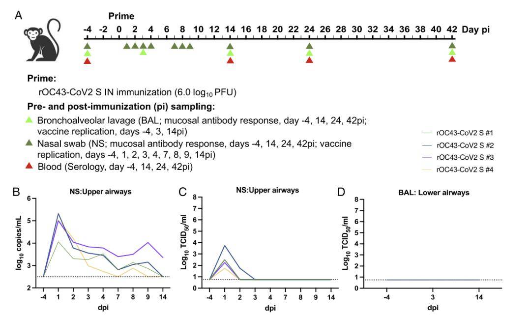 皇冠信用登2代理_【前沿进展】rOC43-CoV2 S:一种用于SARS-CoV-2中和试验的BSL-2代理病毒