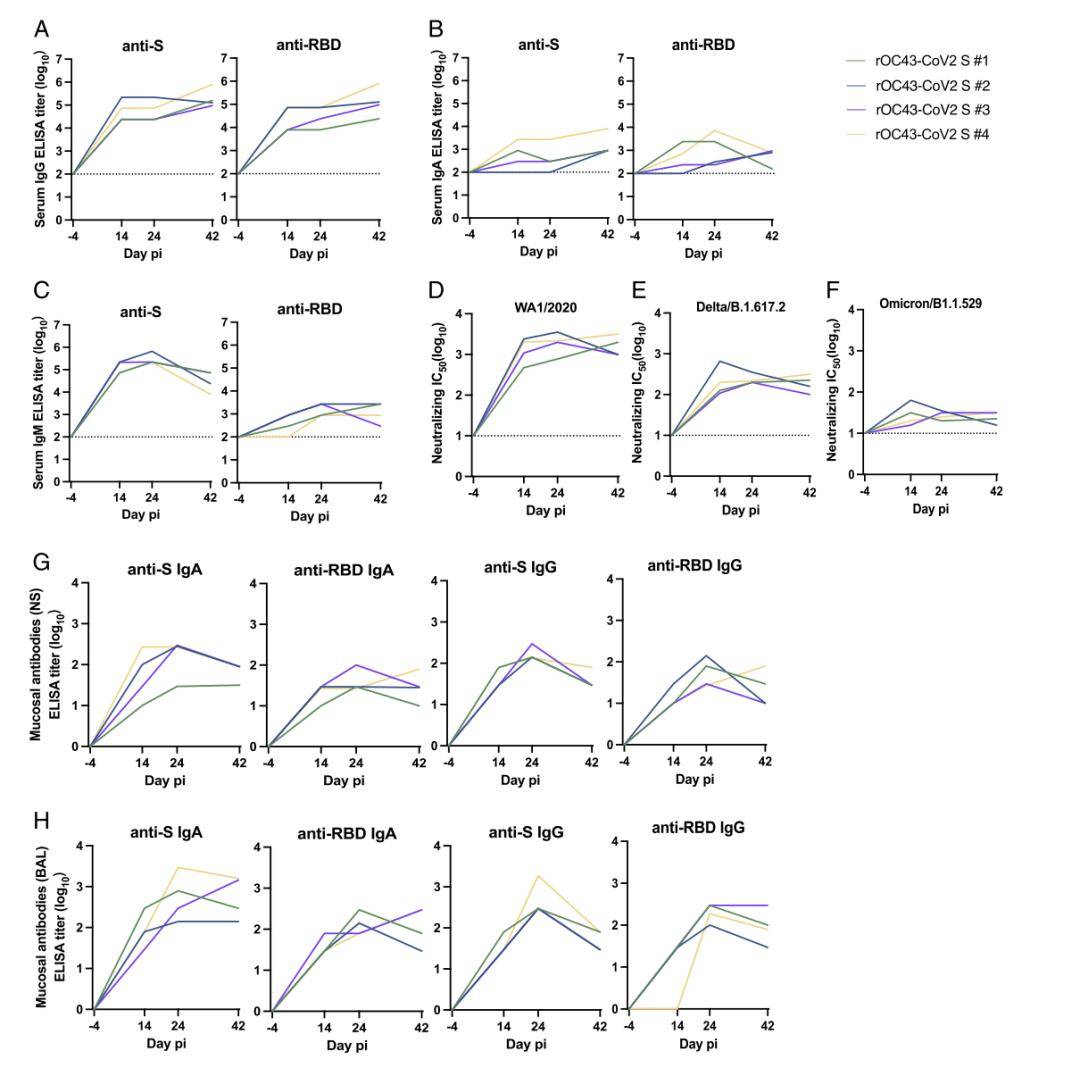 皇冠信用登2代理_【前沿进展】rOC43-CoV2 S:一种用于SARS-CoV-2中和试验的BSL-2代理病毒