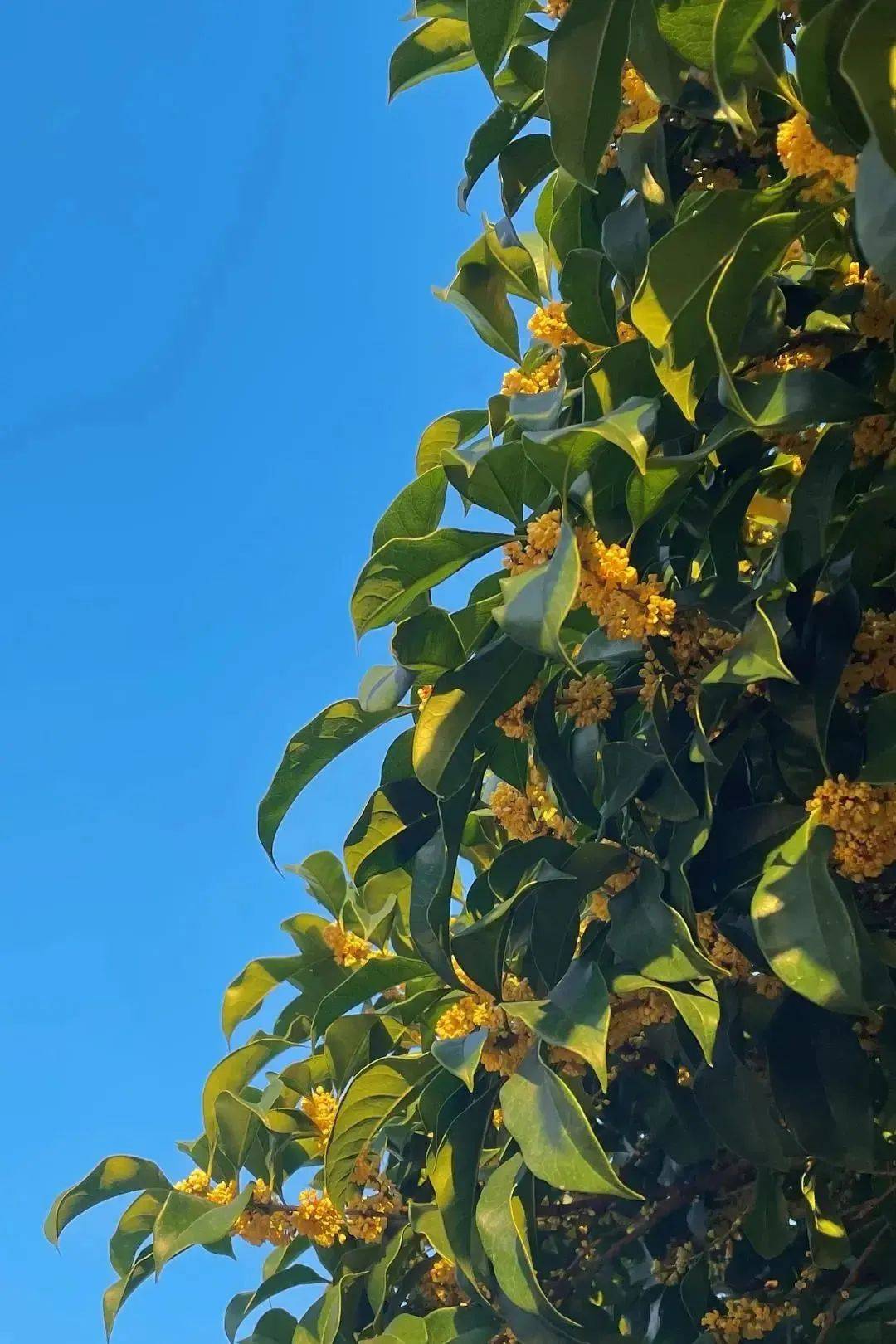 怎么开皇冠信用网_怎么还不开怎么开皇冠信用网?