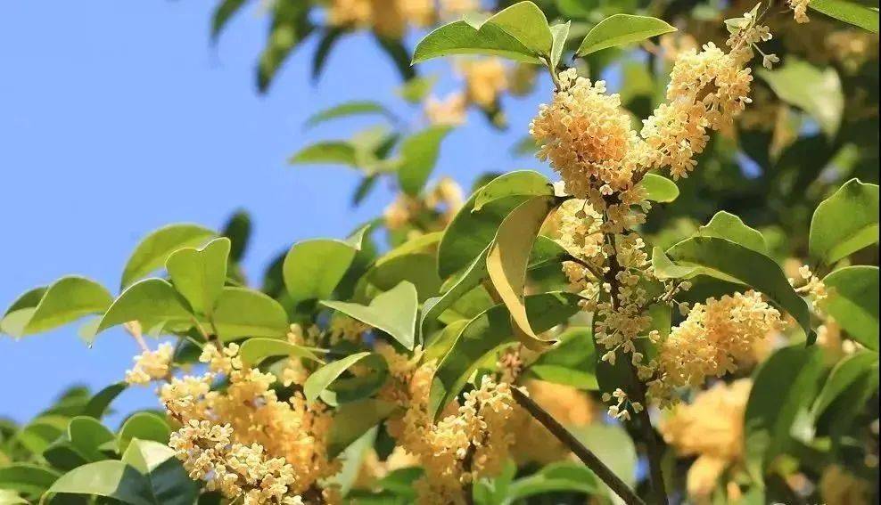 怎么开皇冠信用网_怎么还不开怎么开皇冠信用网?