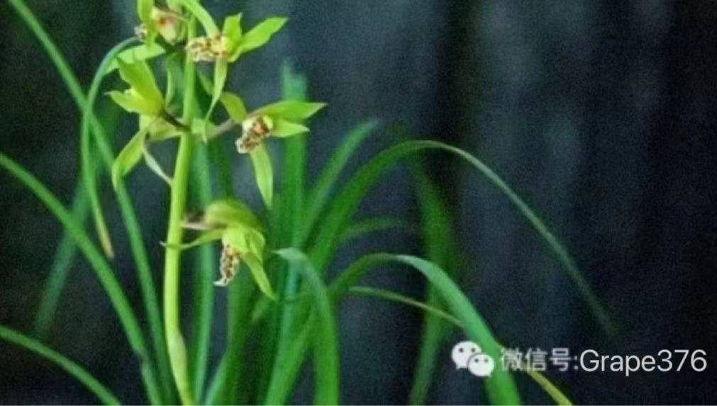 如何申请到皇冠信用_成都信用贷款申请如何申请到皇冠信用,这些细节你注意到了吗?