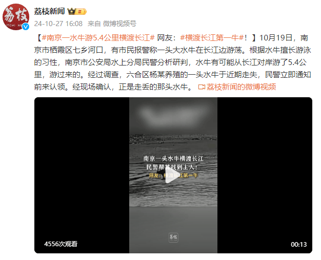 皇冠信用网会员如何申请_南京一水牛游5.4公里横渡长江 网友:横渡长江第一牛皇冠信用网会员如何申请!