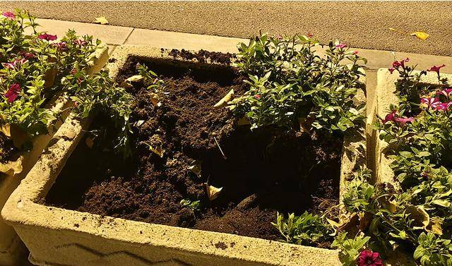 皇冠信用网申请_太过分了!大连中山路上皇冠信用网申请,四名女子全副武装偷盗景观花