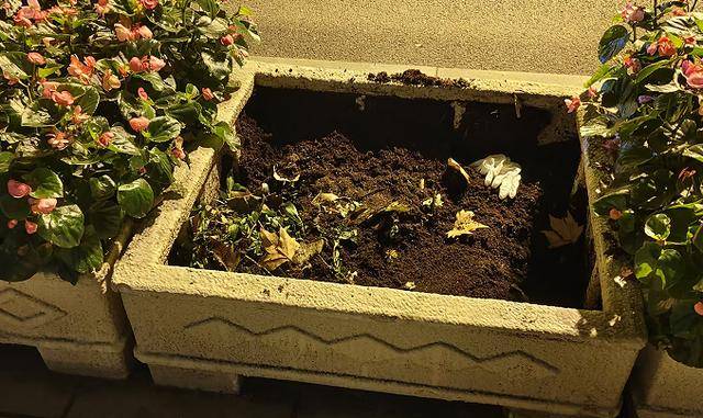 皇冠信用网申请_太过分了!大连中山路上皇冠信用网申请,四名女子全副武装偷盗景观花