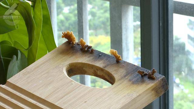 皇冠信用网去哪里弄_“可以蒸蛋”!昆明一女子家中搓衣板上长菌皇冠信用网去哪里弄,品种竟是……