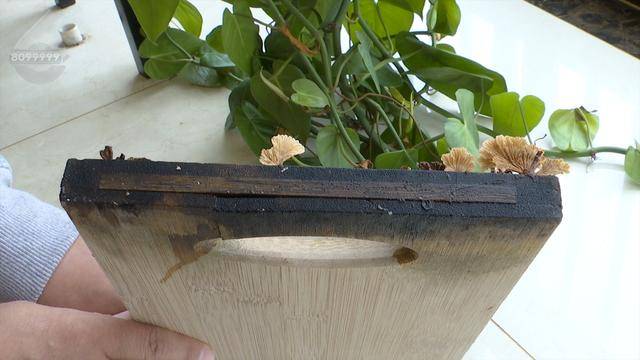 皇冠信用网去哪里弄_“可以蒸蛋”!昆明一女子家中搓衣板上长菌皇冠信用网去哪里弄,品种竟是……