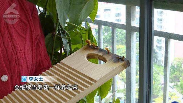 皇冠信用网去哪里弄_“可以蒸蛋”!昆明一女子家中搓衣板上长菌皇冠信用网去哪里弄,品种竟是……