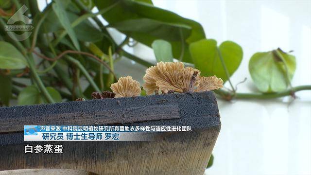 皇冠信用网去哪里弄_“可以蒸蛋”!昆明一女子家中搓衣板上长菌皇冠信用网去哪里弄,品种竟是……