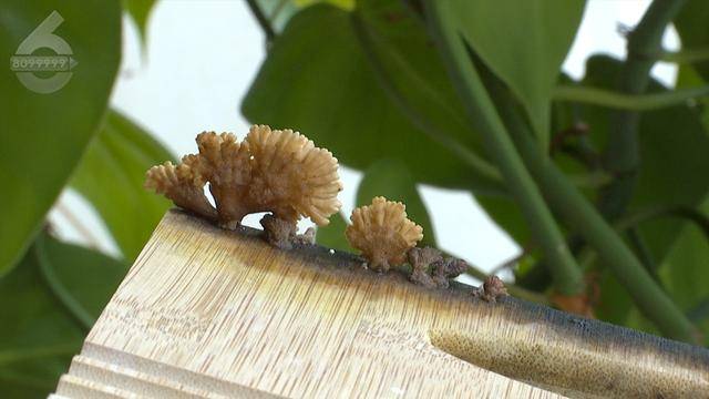 皇冠信用网去哪里弄_“可以蒸蛋”!昆明一女子家中搓衣板上长菌皇冠信用网去哪里弄,品种竟是……