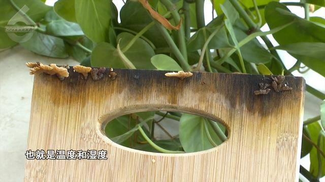 皇冠信用网去哪里弄_“可以蒸蛋”!昆明一女子家中搓衣板上长菌皇冠信用网去哪里弄,品种竟是……