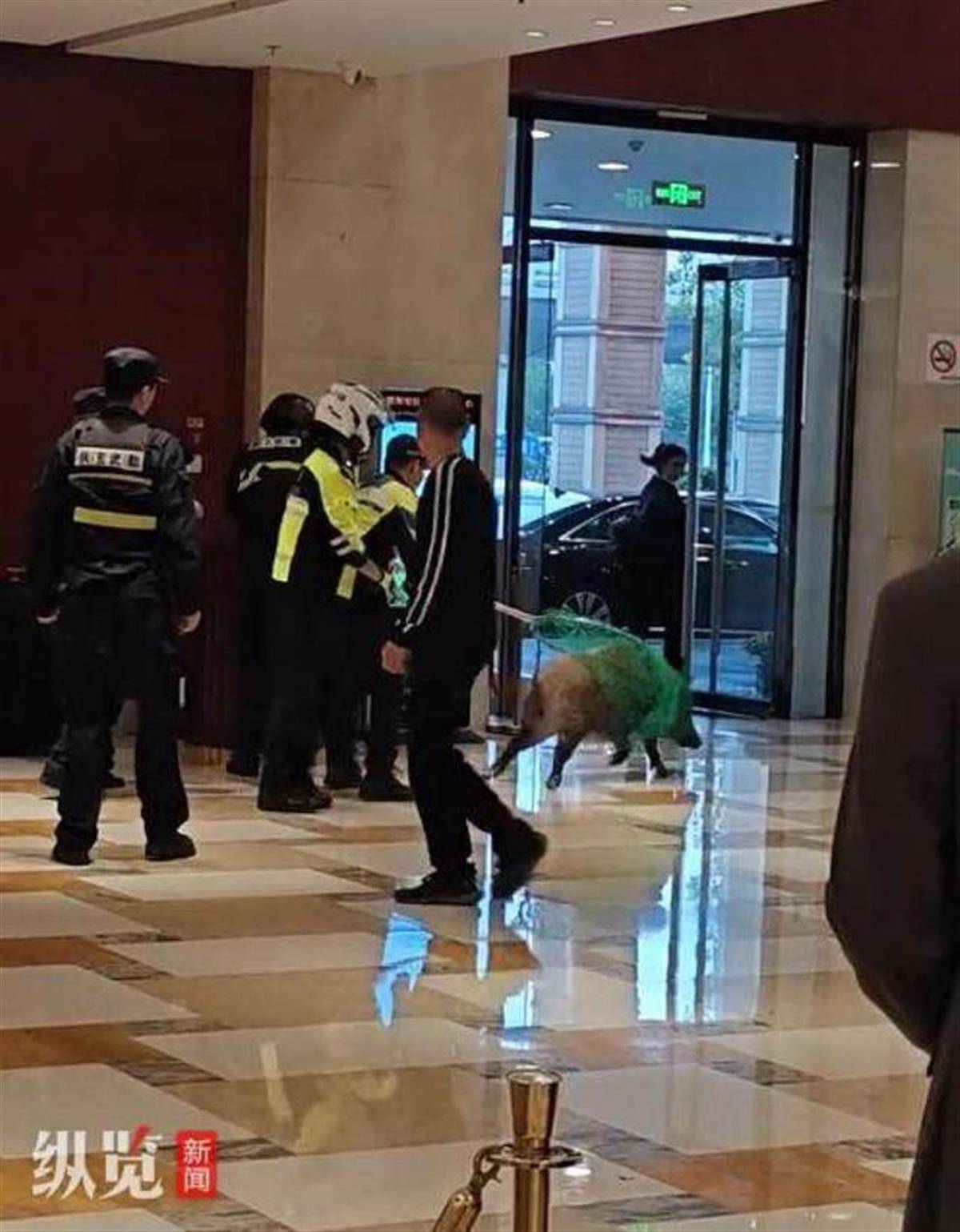 皇冠信用网出租_赏金猎人团已在南京捕获133头野猪皇冠信用网出租,还差67头才能拿到每头二三千元补贴,他们真的很赚钱?