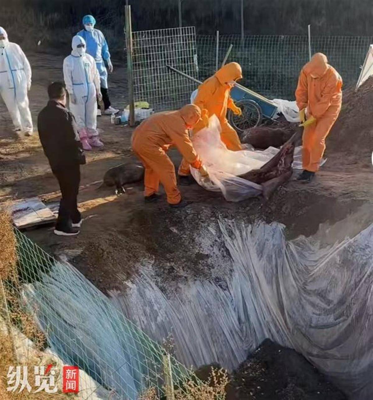 皇冠信用网出租_赏金猎人团已在南京捕获133头野猪皇冠信用网出租,还差67头才能拿到每头二三千元补贴,他们真的很赚钱?