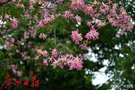 外围买球app十大平台_冷空气明天凌晨到达广州市区外围买球app十大平台,后天起转为晴冷