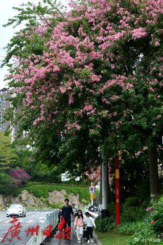 外围买球app十大平台_冷空气明天凌晨到达广州市区外围买球app十大平台,后天起转为晴冷