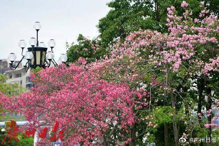 外围买球app十大平台_冷空气明天凌晨到达广州市区外围买球app十大平台,后天起转为晴冷