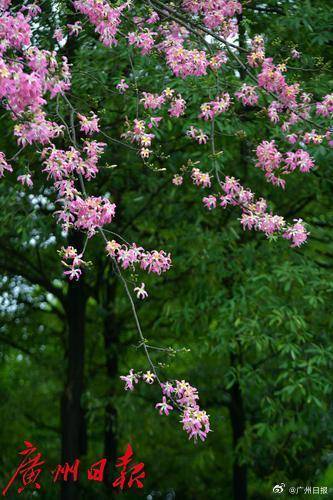 外围买球app十大平台_冷空气明天凌晨到达广州市区外围买球app十大平台,后天起转为晴冷