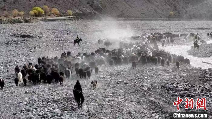皇冠信用网出租_新疆阿克苏地区逾48万头(只)牛羊完成转场