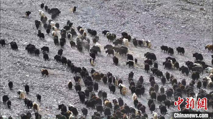 皇冠信用网出租_新疆阿克苏地区逾48万头(只)牛羊完成转场
