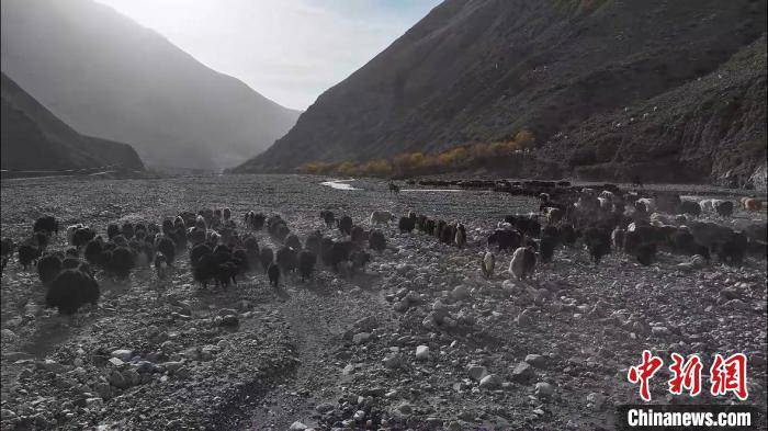 皇冠信用网出租_新疆阿克苏地区逾48万头(只)牛羊完成转场