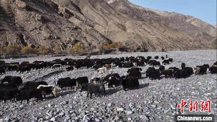 皇冠信用网出租_新疆阿克苏地区逾48万头(只)牛羊完成转场