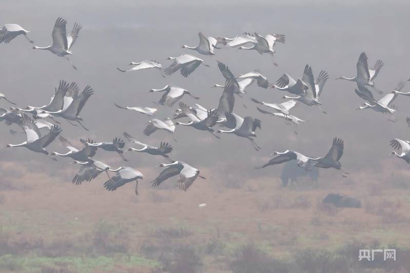 介绍个信用网网址_河南商城:发现河南境内最大数量白枕鹤种群