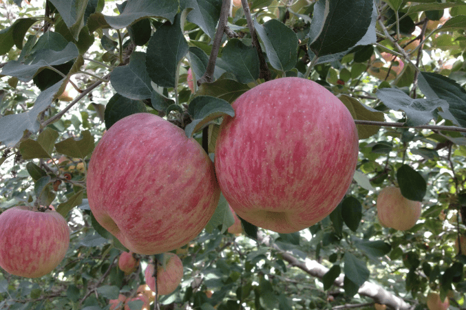 皇冠登3新2管理_卖自家苹果标注“阿克苏”被起诉皇冠登3新2管理,阿克苏地区苹果协会:可提供证据证明原产地,每年会遇到三四千起侵权纠纷