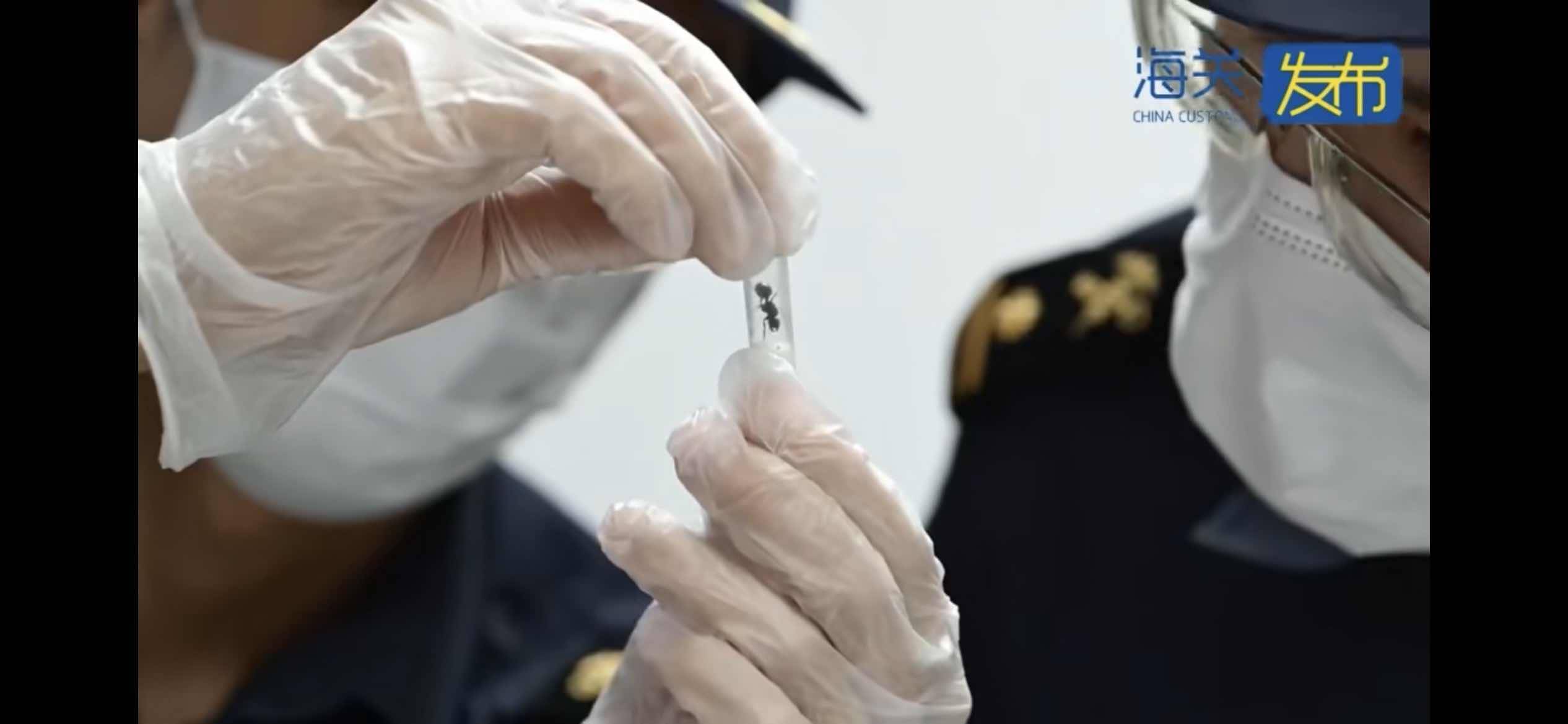 皇冠信用网会员账号_生性凶猛集体作战繁殖能力强皇冠信用网会员账号,979只野蛮收获蚁入境被海关查获