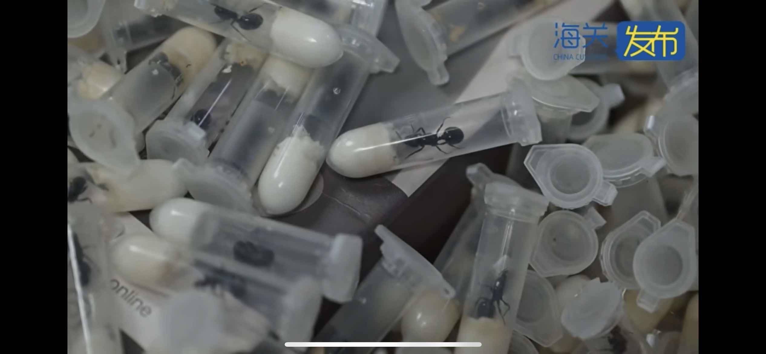 皇冠信用网会员账号_生性凶猛集体作战繁殖能力强皇冠信用网会员账号,979只野蛮收获蚁入境被海关查获