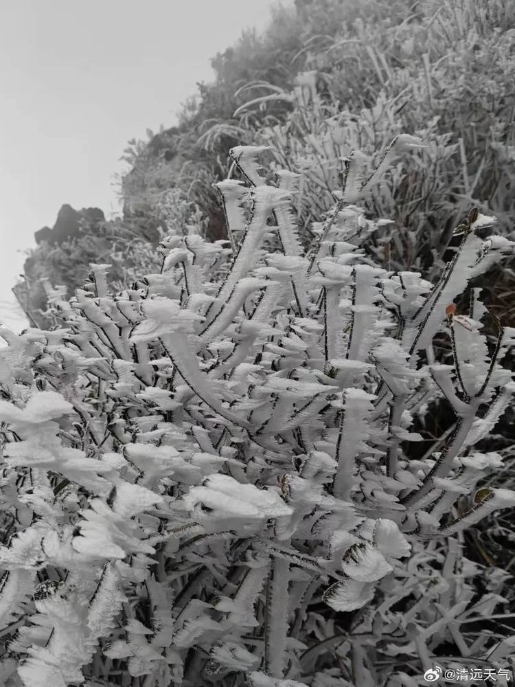 怎么申请皇冠信用盘_冻到结冰怎么申请皇冠信用盘!或许你度过了广州今年下半年以来最冷早晨……