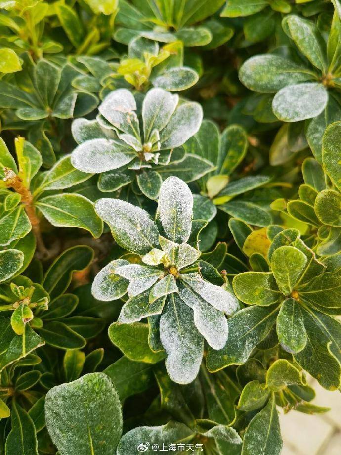 皇冠信用网会员开户_最新确认!上海傍晚起受影响皇冠信用网会员开户,可达中度污染